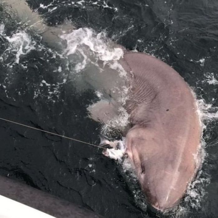 В Ирландии поймали шестижаберную акулу невиданных размеров 