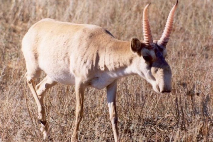 В Казахстане запретили БАДы из рогов сайги