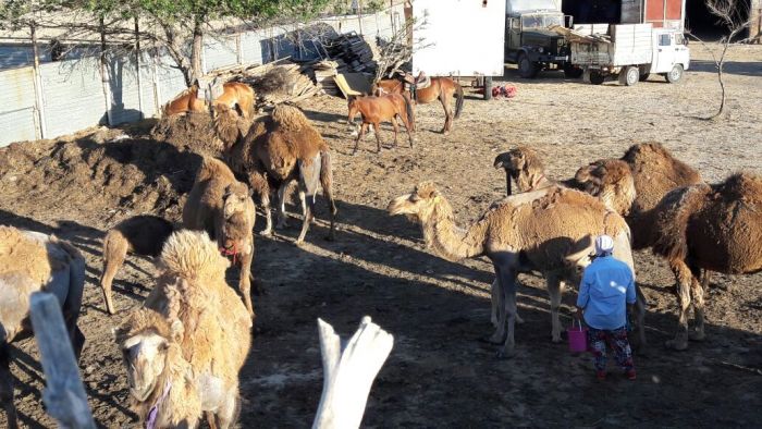 Откуда в городе шубат