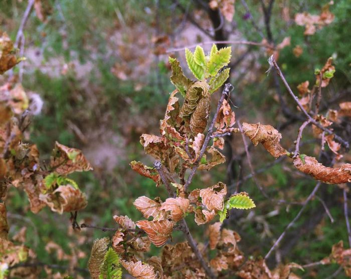 Листоед над городом кружится