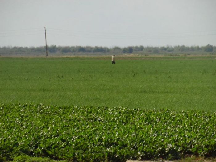 Что посеяли в районах 