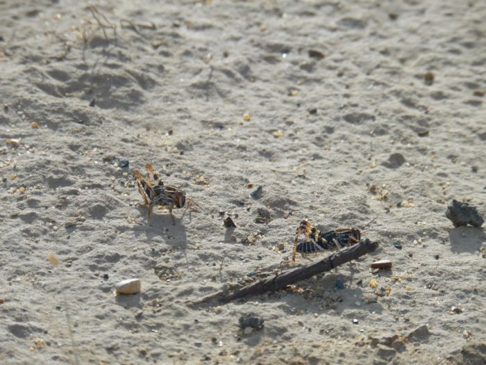 Уничтожение саранчи: земля-воздух