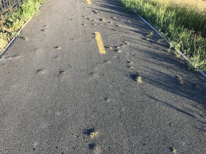 "Чудо природы" на велодорожке 