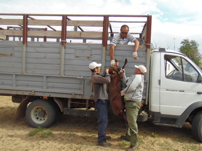 Скот заражён. Вакцинация запрещена