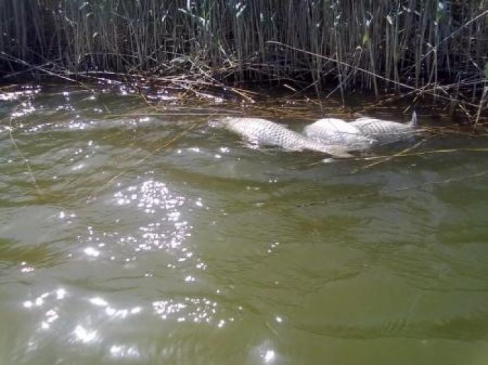 Экологи назвали причину массовой гибели рыбы в районе месторождения Каражанбас 