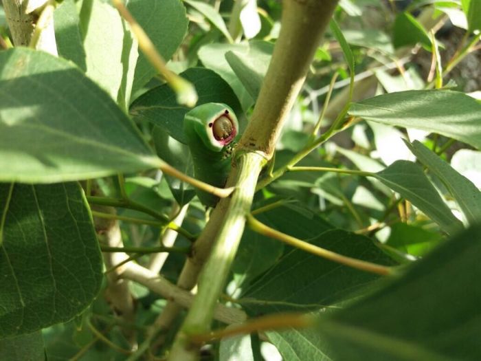 До тендера всё съели – 2 