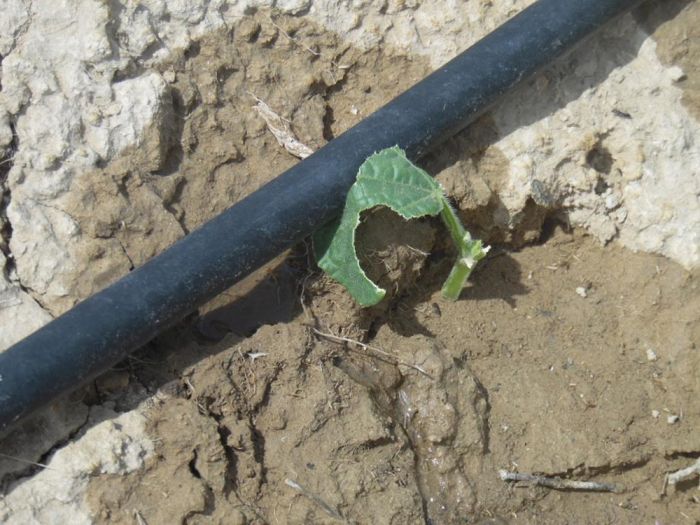 Ужас на крыльях