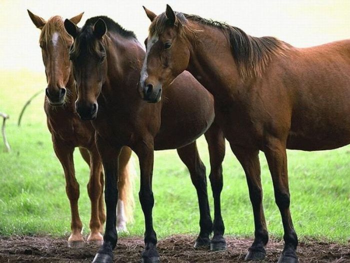 Компенсации за погибший скот нет