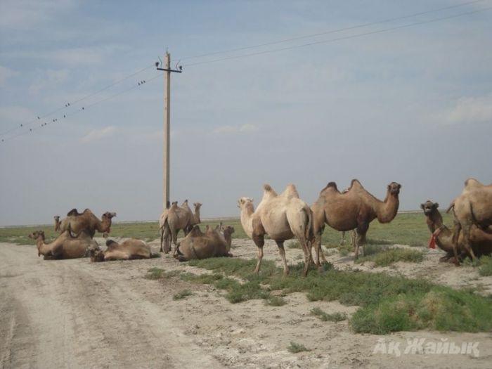 Прокапайте два литра гемодеза
