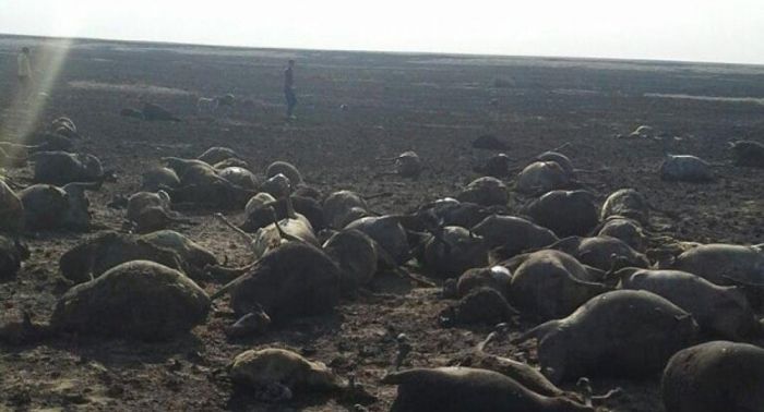 Пастух и полторы тысячи овец сгорели в Костанайской области 