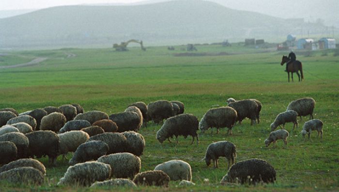 Стали известны подробности гибели пастуха и овец в Костанайской области 
