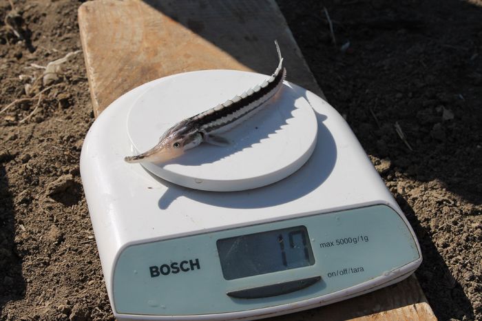 Плыви, малёк 