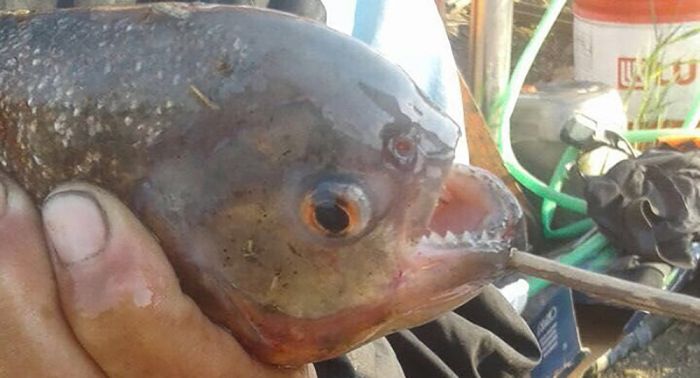 Пиранья покусала рыбака на канале Нура – Есиль в Астане