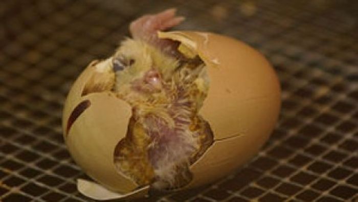 Актюбинская пенсионерка обнаружила в одном из куриных яиц цыпленка