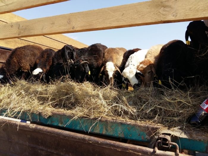 ​Не на базаре-2 