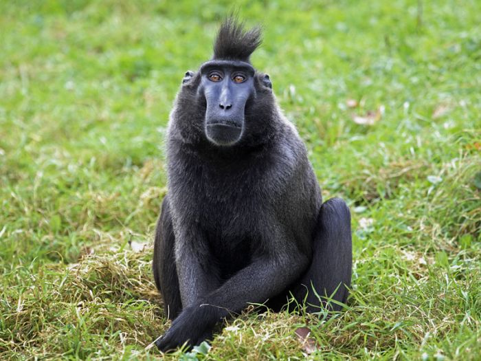 Британский фотограф победил в двухлетней тяжбе за авторские права с обезьяной, сделавшей селфи на его камеру 