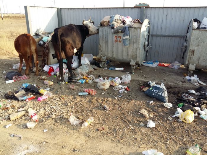 Молоко из пакета 