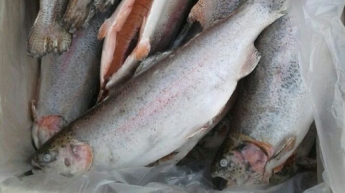 Партию икры и рыбы из Кыргызстана задержали казахстанские пограничники