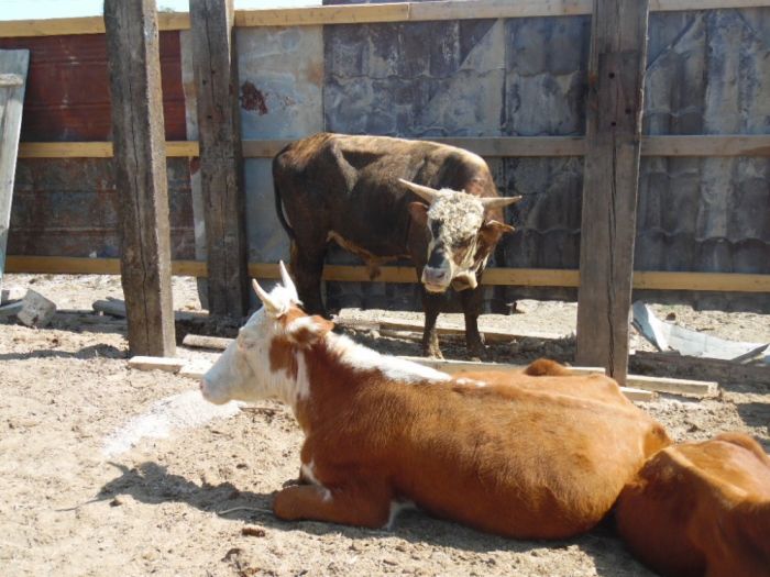 Две версии одного бедствия 