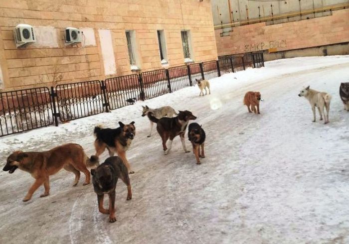 Пропала собака...