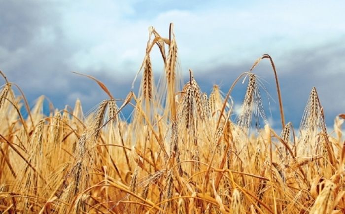 Спрос на казахстанскую пшеницу падает 