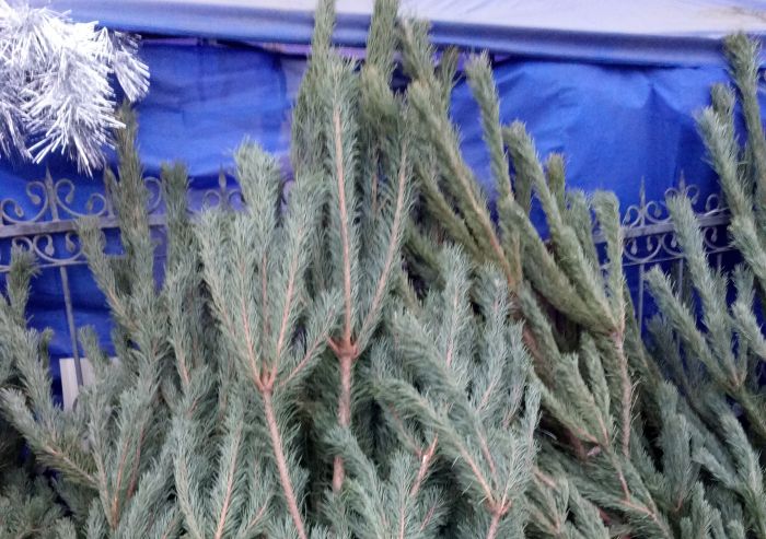 ​Бесконтрольная сосна 