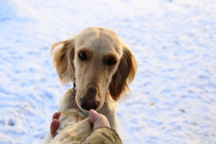 О национальной борзой