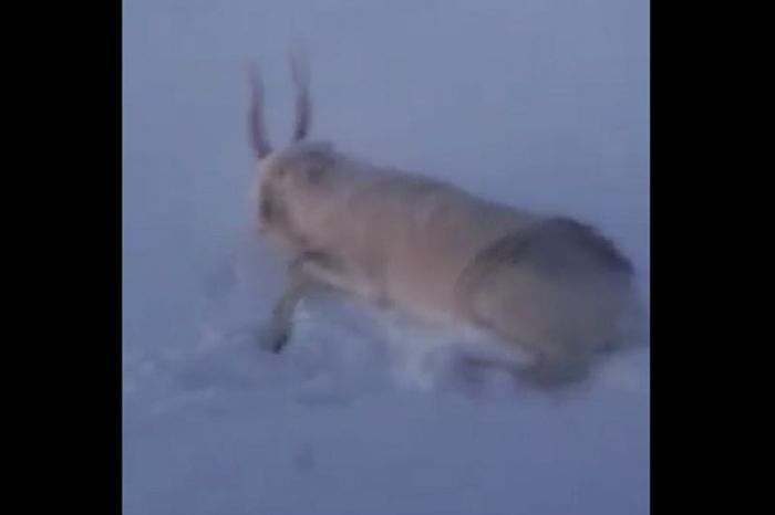 Комитет лесного хозяйства разыскивает издевавшихся над сайгаками авторов видео 