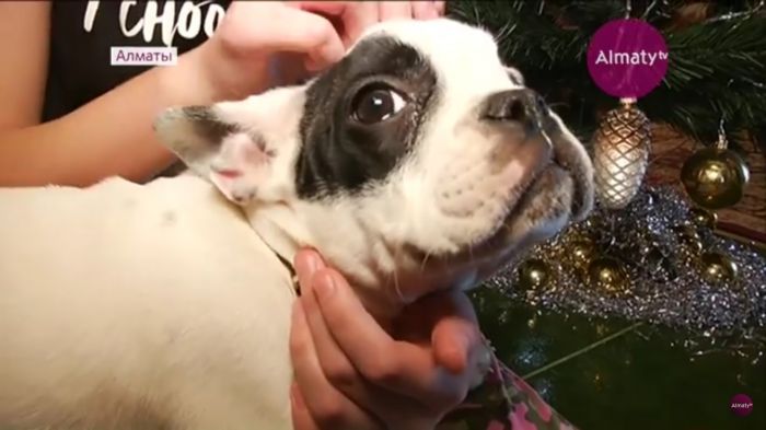 Новогодний подарок от имени президента Казахстана получила юная алматинка 