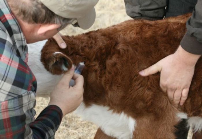 Чтобы скот не болел