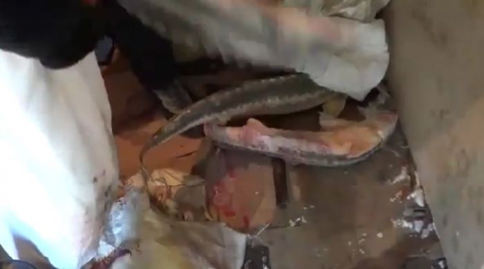 ​Четверо на крючке 