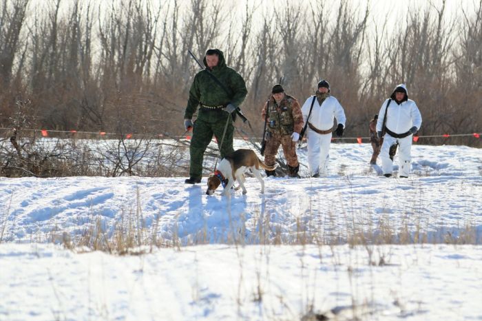 Серый, облава!