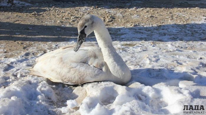 Жители Мангистау спасли найденного в степи лебедя 
