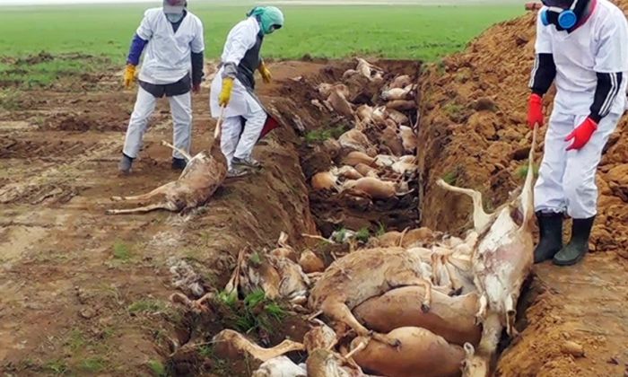 Ученые выяснили, что в массовой гибели сайгаков от болезни виноват климат