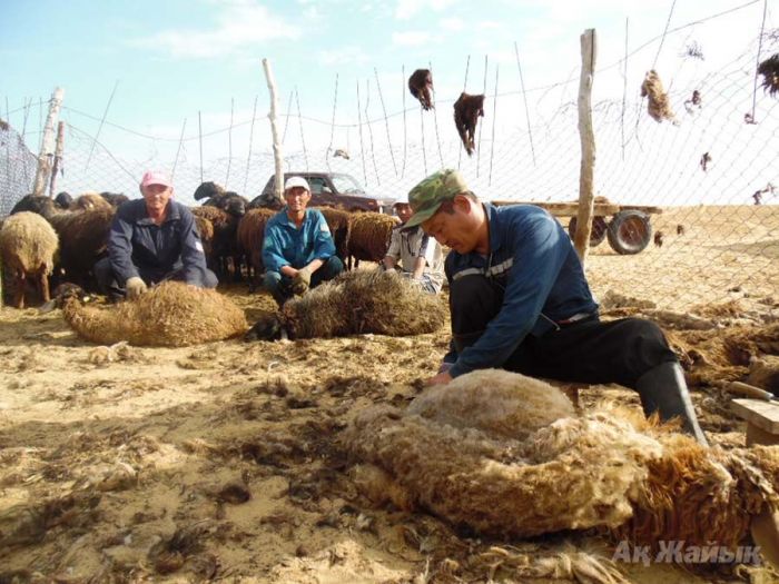 За золотым руном - к сенатору