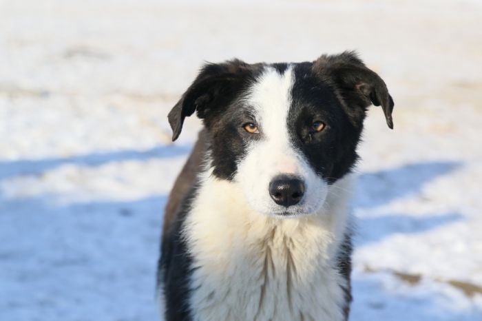 В приют или убьют 