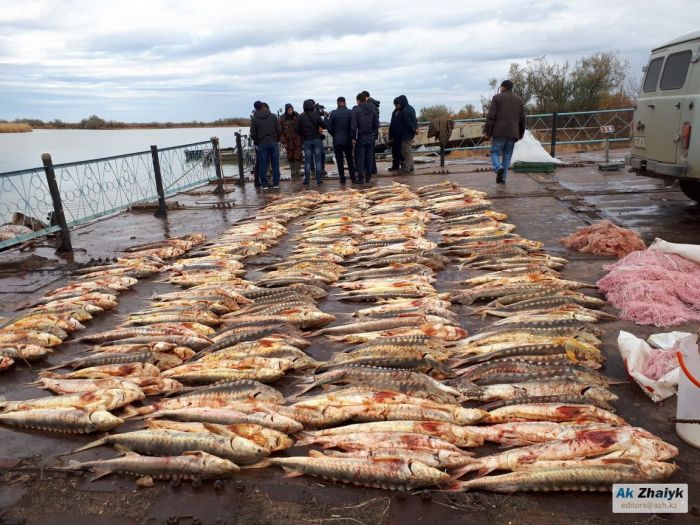 Рыбка оказалась золотой 