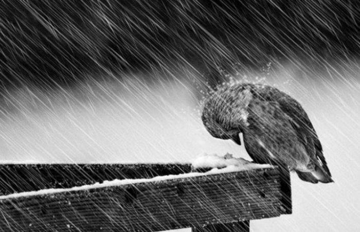 Весной как зимой