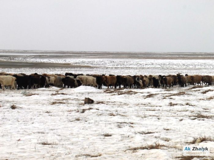 Где растёт казы