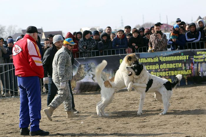 Бульдозер в финале