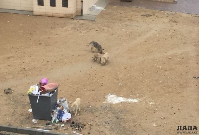 Девятилетнюю девочку покусали бродячие собаки в Актау