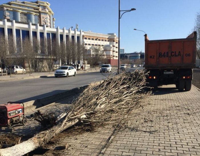 Дерево на дороге