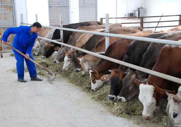 Сагинтаев поинтересовался, какой толк от сельхозкоопераций в Казахстане 