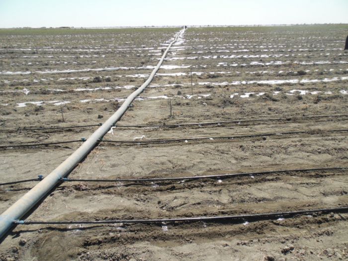 Про воду в поле и цены на рынке 