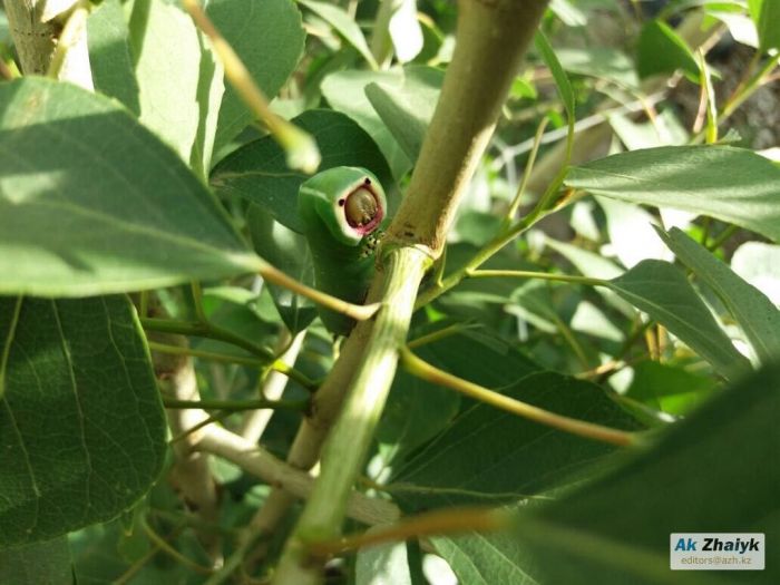 Прогноз по зелени