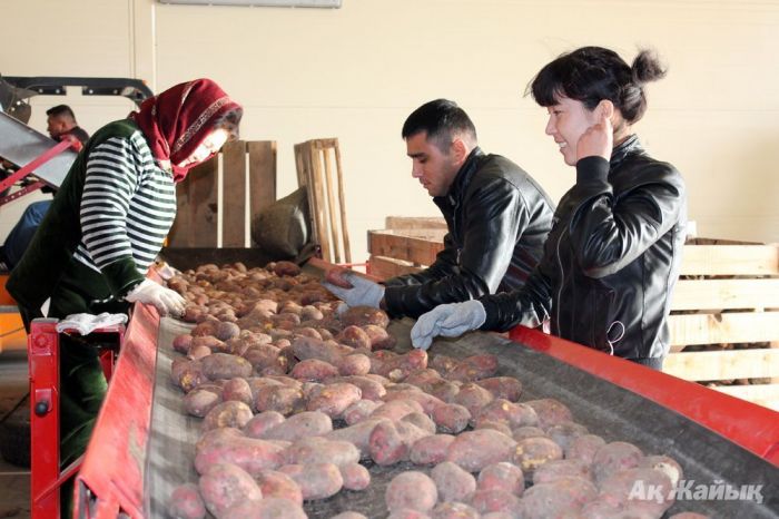 Лук не выстрелил