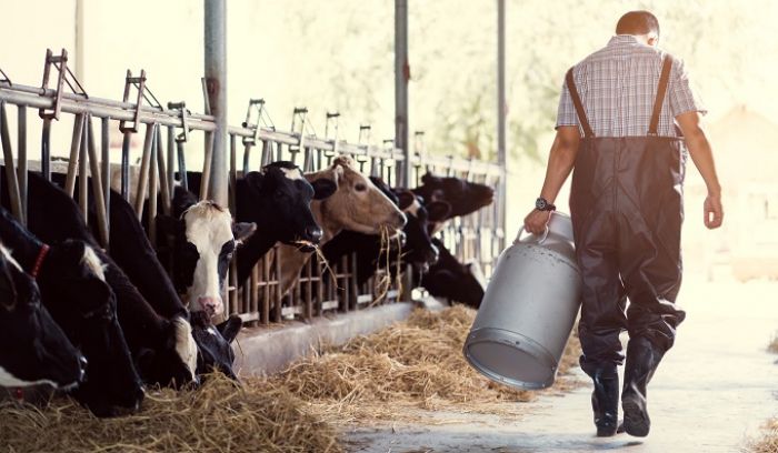 Некуда девать молоко: фермеры Северного Казахстана бьют тревогу 