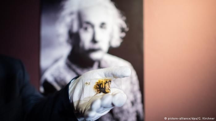 В Германии открылась временная экспозиция с фрагментами мозга Эйнштейна  