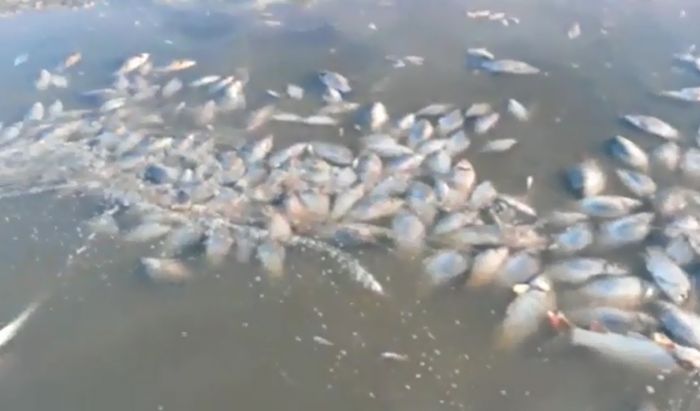 Степное озеро стало могилой для рыбы