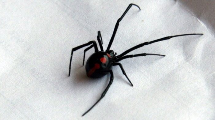 Берегитесь «чёрной вдовы»
